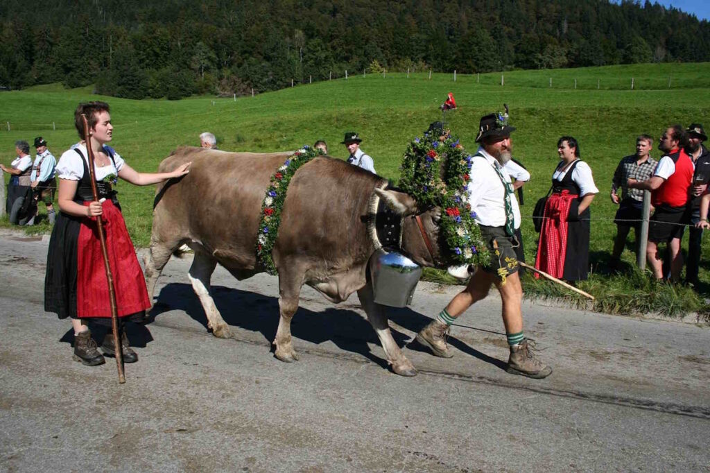 almabtrieb zillertal
