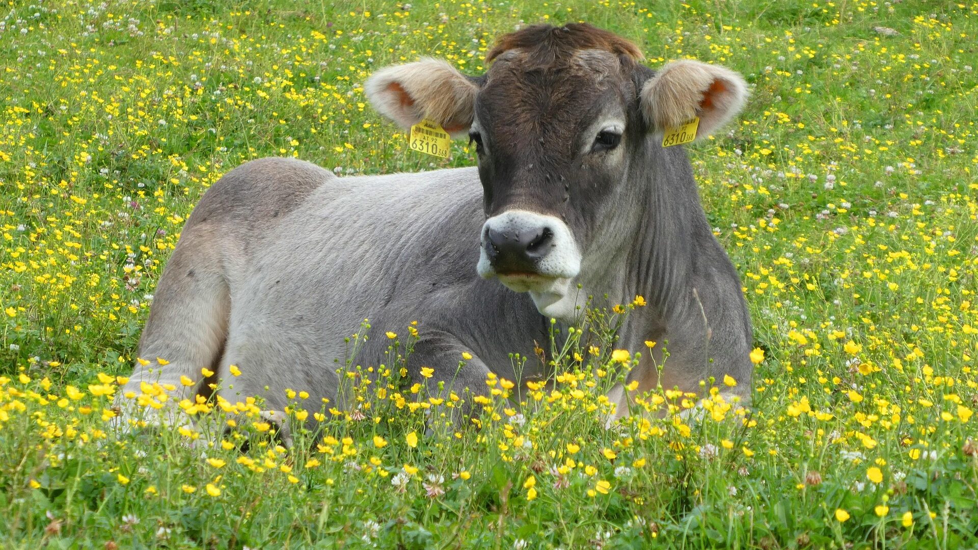 Sommerurlaub in Österreich - einfach mal chillen.