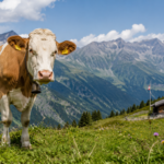 Kühe auf der Alm, Urlaubskühe, Kühe in Österreich