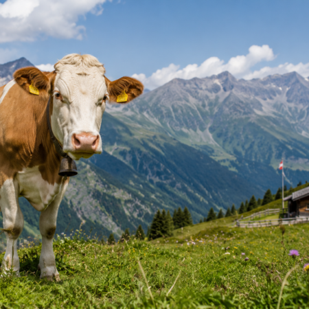 Kühe auf der Alm – was Wanderer unbedingt wissen müssen