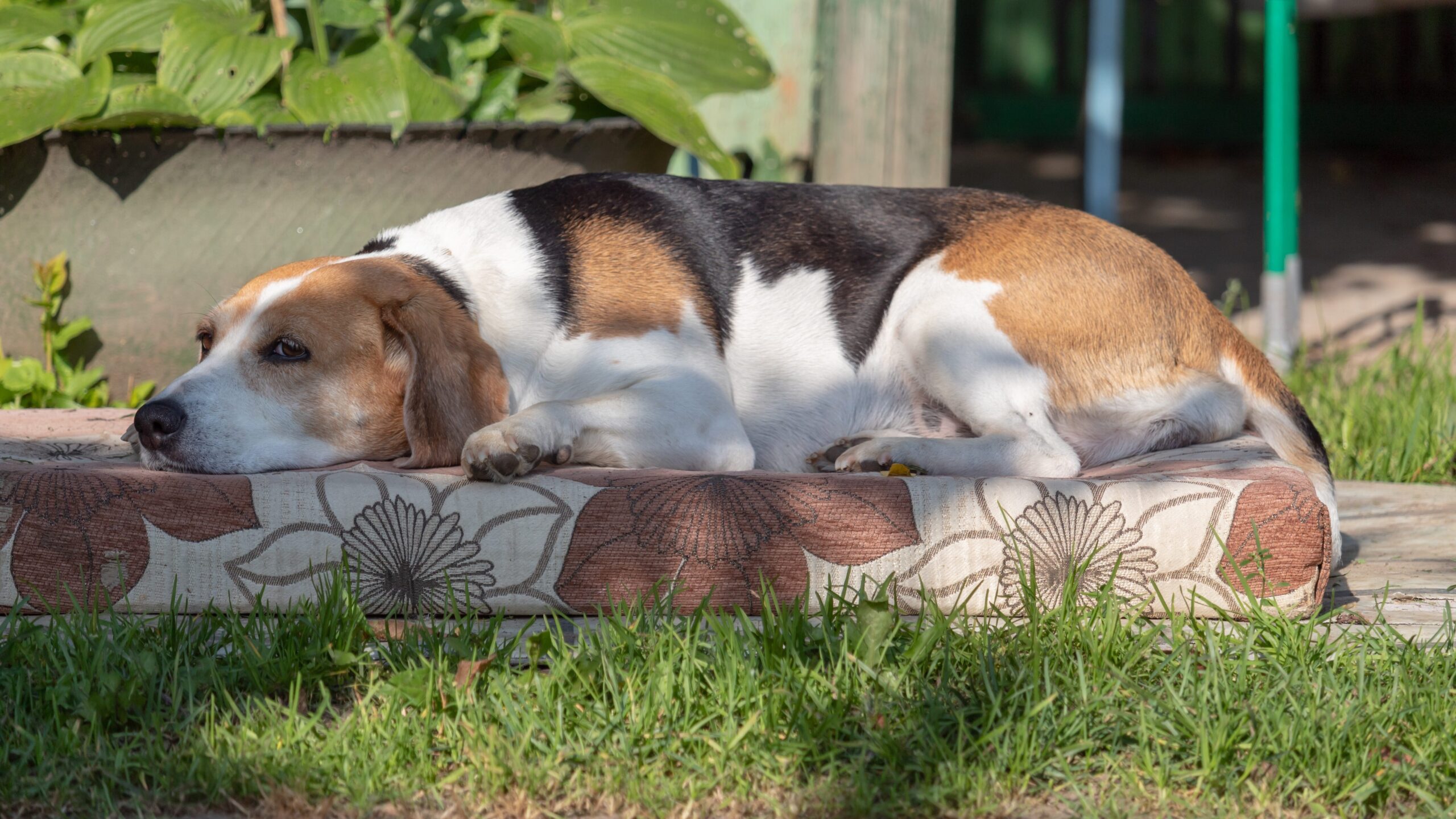 Urlaub mit Hund in Österreich – Der umfassende Ratgeber für einen entspannten Urlaub auf vier Pfoten 2 andreygrachev estonian hound 4661511 edited scaled