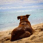 Urlaub mit Hund, Hundeurlaub