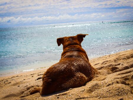 Urlaub mit Hund in Österreich – Der umfassende Ratgeber für einen entspannten Urlaub auf vier Pfoten