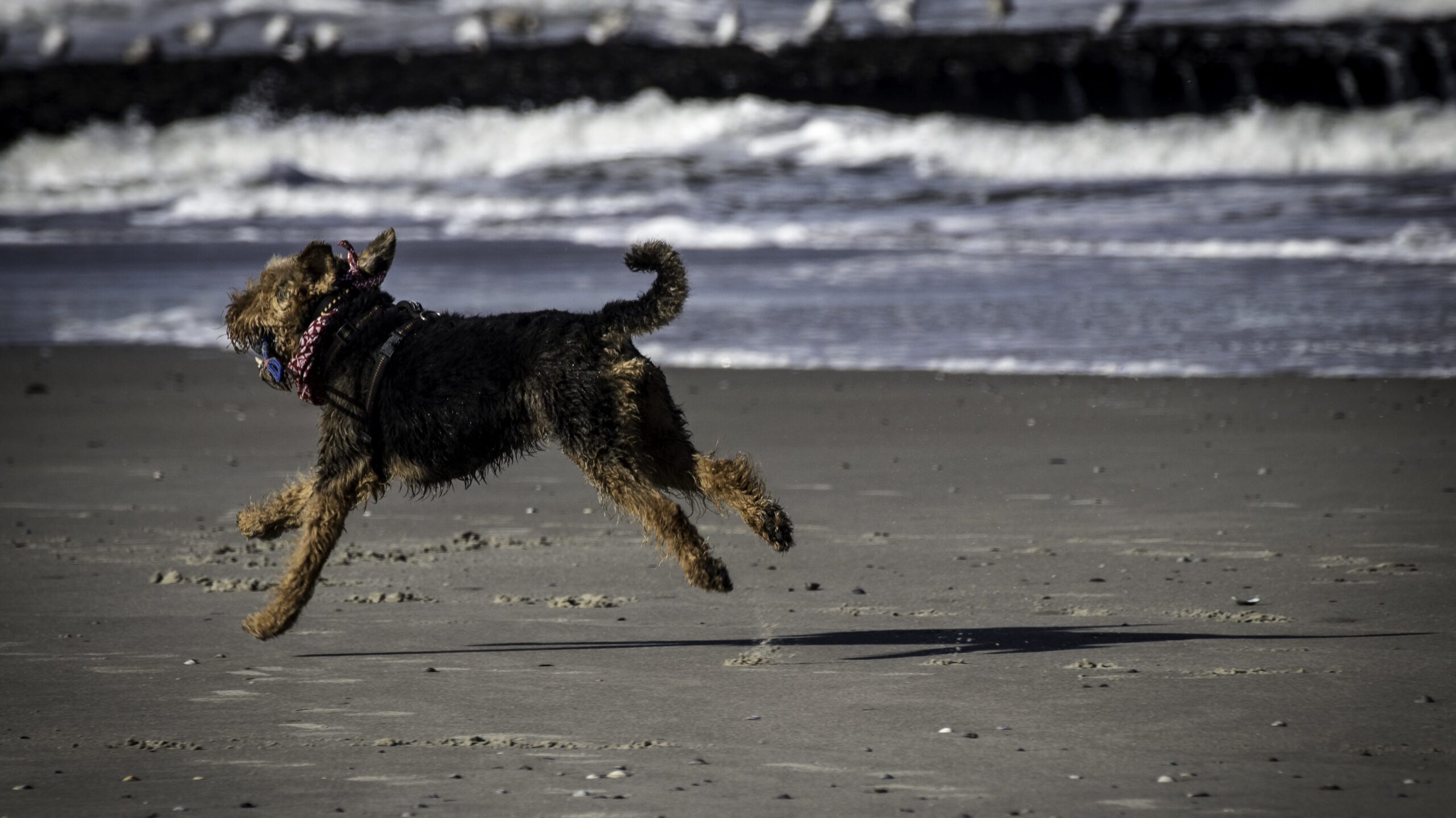 Urlaub mit Hund in Österreich – Der umfassende Ratgeber für einen entspannten Urlaub auf vier Pfoten 3 Hunde im Urlaub