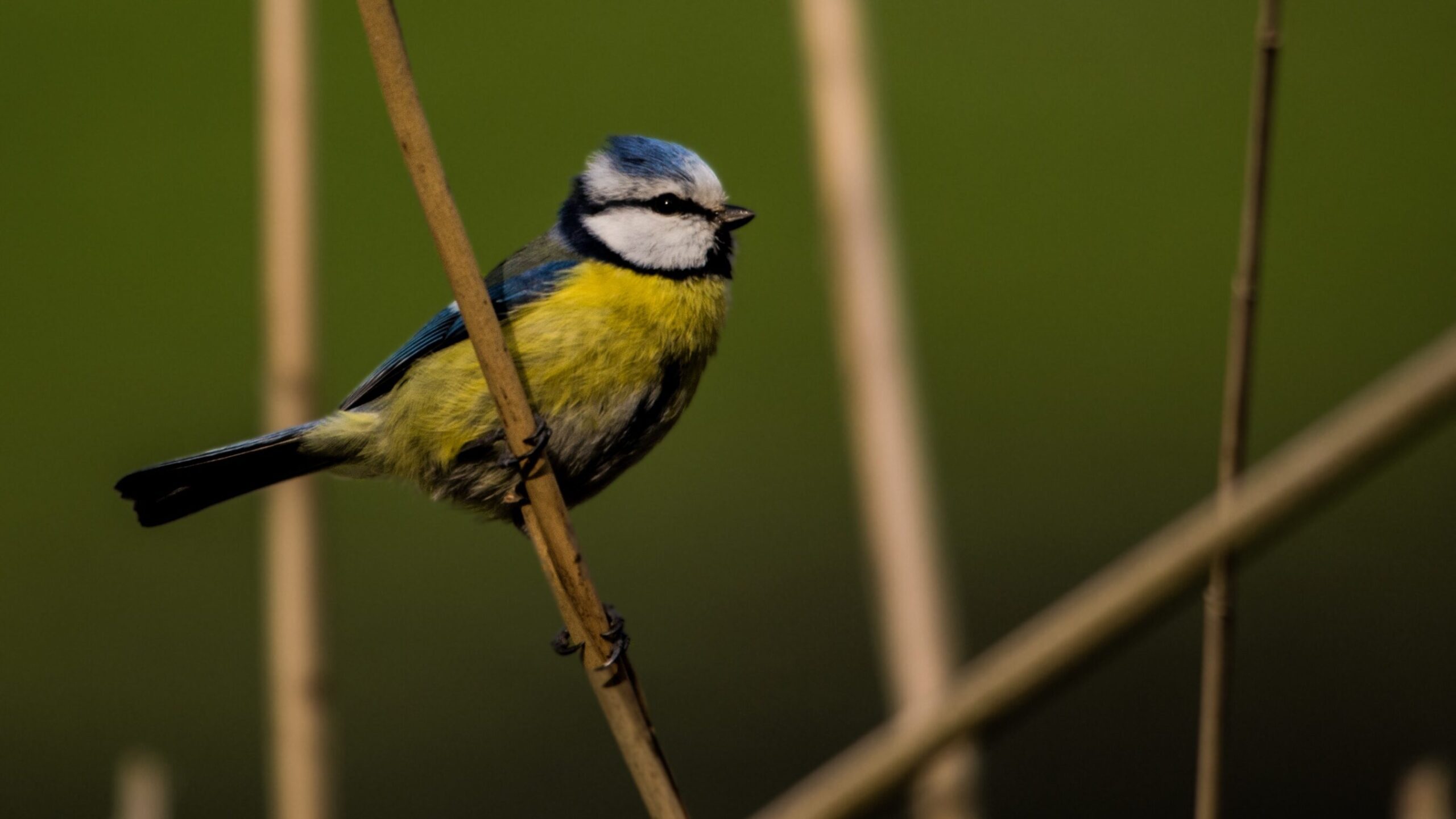 Naturschutzgebiete Österreich – einzigartige Landschaften im Herzen Europas 2 Naturschutzgebiete Österreich, Artenschutz