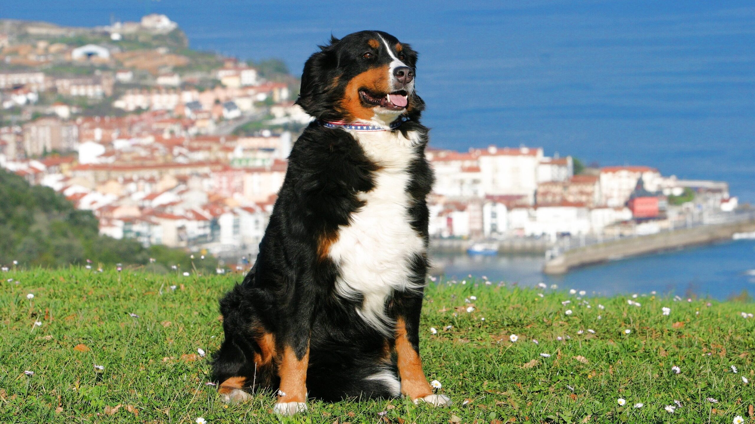 Urlaub mit Tier, Urlaub mit Hunden, Hundeurlaub