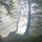 Urlaub im Wienerwald - 10 tolle Ausflugstipps & mehr 5 wald edited