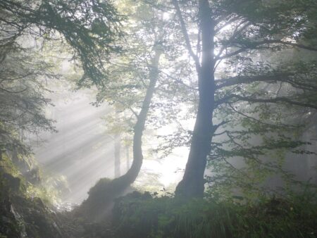 Urlaub im Wienerwald – 10 tolle Ausflugstipps & mehr