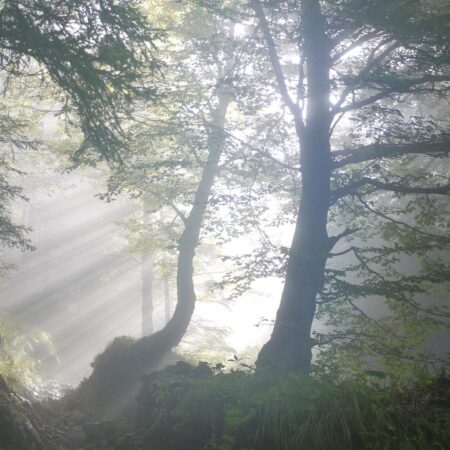 Urlaub im Wienerwald – 10 tolle Ausflugstipps & mehr