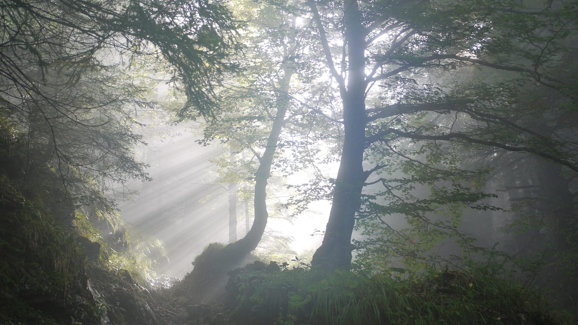 Urlaub im Wienerwald - 10 tolle Ausflugstipps & mehr 3 wald edited