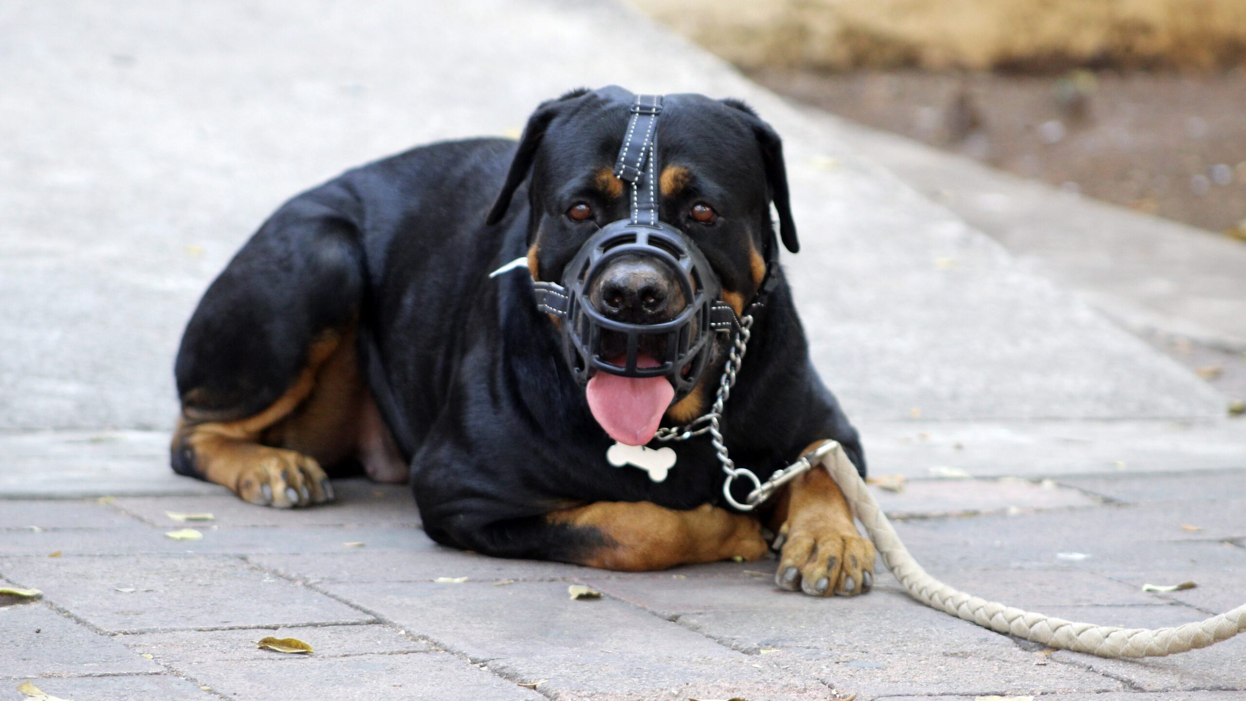 Hundegesetze in Österreich: Alle wichtigen Regeln, Pflichten und Vorschriften im Überblick 3 andrescarlofotografia muzzle 5240920 edited scaled