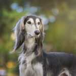 Hundegesetze in Österreich: Alle wichtigen Regeln, Pflichten und Vorschriften im Überblick 5 Hundegesetze in Österreich, Österreischische Gesetze für Tiere