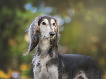 Hundegesetze in Österreich: Alle wichtigen Regeln, Pflichten und Vorschriften im Überblick