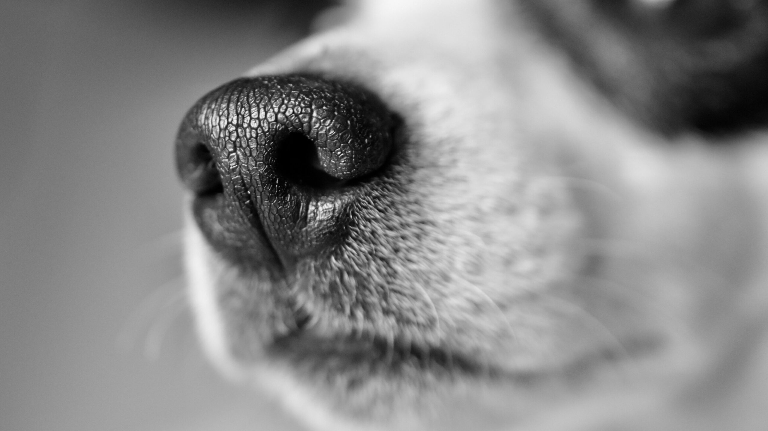 Hundegesetze in Österreich: Alle wichtigen Regeln, Pflichten und Vorschriften im Überblick 4 jade87 dog 3985228 edited scaled